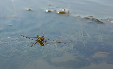 Gerris lacustris 'in ya da sıradan bir göl patencisinin yakın plan fotoğrafı..