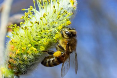 Çiçek açan söğüt dalında bir arı.