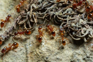 Kırmızı karıncalar yuvalarının etrafında dolaşarak ve iletişim kurarak takım çalışmalarını ve karmaşık sosyal yapılarını doğal bir ortamda sergileyebilirler..