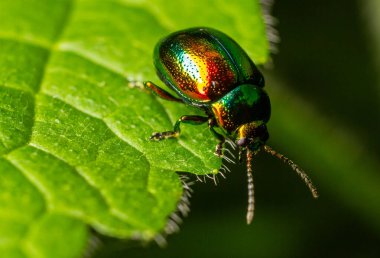 Parlak renkli Yeşil Nane Böceği Chrysolina mentollü canlı yeşil bir yaprak keşfeder ve parlak yanardağını açık gökyüzünün altındaki bir bahçede gösterir..