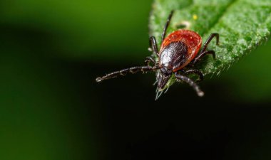 Ayırt edici kırmızı ve siyah rengiyle karakterize edilmiş bir kene, açık havada yemyeşil bir yaprağa tünemiş ve güneş ışığını emmektedir..