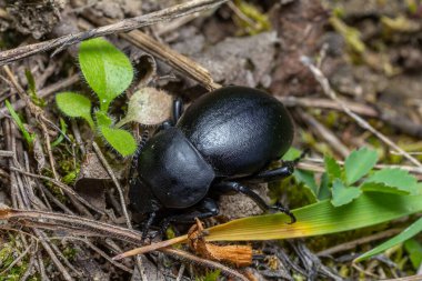 Gündüz vakti doğal ortamında yeşil bitkilerin arasında toprak üzerinde sürünen siyah bir böceğin yakın görüntüsü..