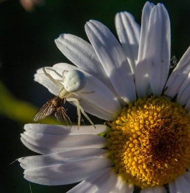 Beyaz bir örümcek, bir papatya çiçeğinin üzerinde bir sinek yakalıyor. Parlak güneş ışığı altında, yemyeşil bir bahçede, doğanın yırtıcı-av etkileşimini gösteriyor..