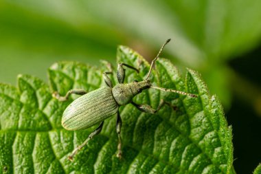 Yeşil bir buğday biti yeşil bir yaprağın üzerine tünemiş detaylı vücut yapısını ve dokusunu aydınlatırken gün ışığında zengin yeşilliklerle çevrilidir..