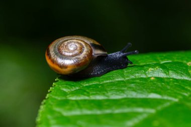 Büyük sarımsaklı salyangoz Oxychilus alliarius, parlak gün ışığı altında sakin bir bahçede yavaşça hareket eden yemyeşil bir yaprağı keşfeder..