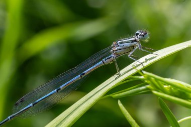 Azure Damselfly Coenagrion puella canlı yeşil bir yaprağın üzerinde dinleniyor narin kanatlarını ve ince vücudunu sergiliyor güneşli bir öğleden sonra su kenarında.