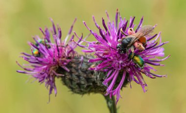 Sayısız madenci arılar ve gül yiyiciler, geç baharın güneşli gökyüzünün altında açan bir çayır içinde mor devedikeni çiçeklerini aktif olarak ararlar..