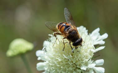 Eristalis Tenax, çiçek açan beyaz çiçekten besleniyor. İlkbaharda canlı bir çayırda kendine özgü vücut şekillerini sergiliyor..