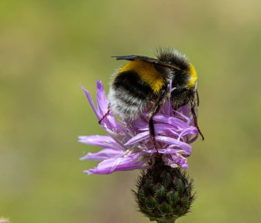 Kabarık kuyruklu yaban arısı, Centaurea 'dan nektar topluyor güneşli bir çayırda. Tozlaştırıcılar ve kır çiçekleri arasındaki karmaşık ilişkiyi gösteriyor..