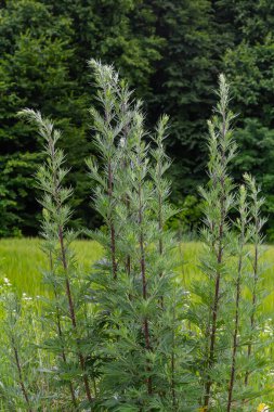 Artemisia vulgaris yaygın mugwort alerjisi çiçekleri.