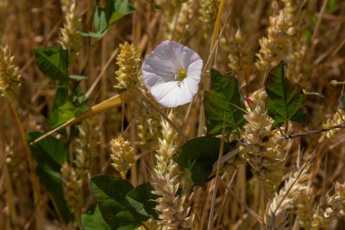Tarla yosunu ya da Convolvulus arvensis Avrupa bağları sürünen Jenny sarmaşık bitkisi açık ve kapalı, yeşil yapraklarla çevrili..