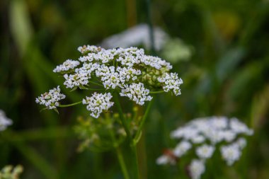 Beyaz Chaerophyllum aureum bitkisi pürüzsüz bokeh.