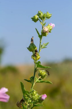 Baharda güneşin altında güzel çiçeklerin yakın çekimi. Malva ortak. Malva sylvestris. Yaygın mallow.