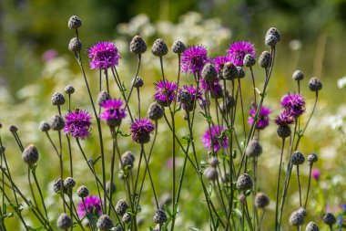 Centaurea scabiosa subsp. apiculata, Centaurea apiculata, Compositae. Wild plant shot in summer.