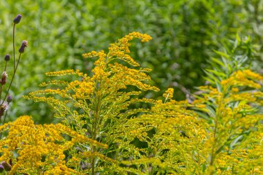 Kanada altın çubuğu, küçük sarı çiçek başları kümesi, yaklaşın. Solidago canadensis ya da brendiae, Asteraceae familyasından uzun ömürlü bir bitki türü..