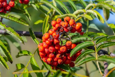 Ağaçta bir demet kırmızı kızılcık çileği.