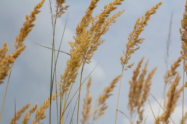Çayırdaki küçük kamışlı Calamagrostis epigejos 'un enfeksiyonu..