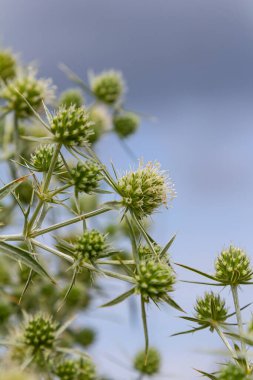 Vahşi doğada eryngo olarak bilinen devedikeni Eryngium kampı yetişir. Tıbbi olarak kullanılan bir Eryngium türüdür..