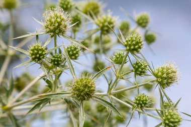 Vahşi doğada eryngo olarak bilinen devedikeni Eryngium kampı yetişir. Tıbbi olarak kullanılan bir Eryngium türüdür..