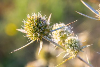 Vahşi doğada eryngo olarak bilinen devedikeni Eryngium kampı yetişir. Tıbbi olarak kullanılan bir Eryngium türüdür..