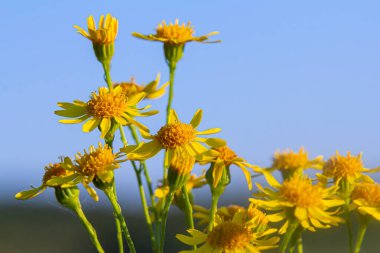 Orman çayırında yabani Jacobaea vulgaris bitkisi. Ragwort, kokuşmuş Willie ya da tansy ragwort olarak bilinir. Yeşil arka planda sarı narin çiçek.