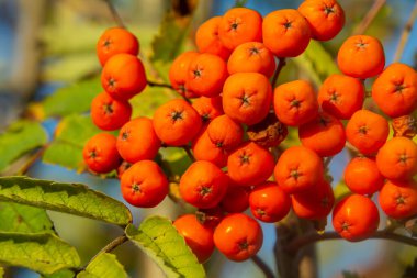 Ağaçta bir demet kırmızı kızılcık çileği.