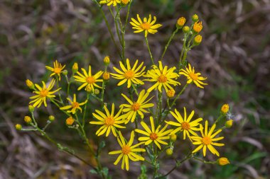 Orman çayırında yabani Jacobaea vulgaris bitkisi. Ragwort, kokuşmuş Willie ya da tansy ragwort olarak bilinir. Yeşil arka planda sarı narin çiçek.