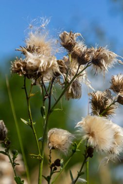 Centaurea scabiosa subsp. apiculata, Centaurea apiculata, Compositae. Wild plant shot in summer.