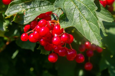 Viburnum sıradan, ya da Viburnum kırmızı Viburnum opulus sonbaharda yaprak döken bir odundur..