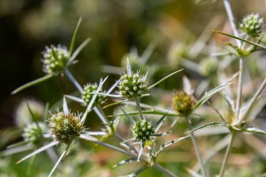 Vahşi doğada eryngo olarak bilinen devedikeni Eryngium kampı yetişir. Tıbbi olarak kullanılan bir Eryngium türüdür..