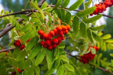 Ağaçta bir demet kırmızı kızılcık çileği.