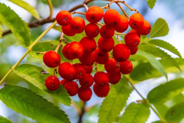 Ağaçta bir demet kırmızı kızılcık çileği.