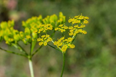 Yaban havucu, Pastinaca sativa çiçeklerinin sığ bir derinliği. Yaban havucu, havuç ve maydanozla yakından ilişkili bir sebzedir. Hepsi Apiaceae familyasına aittir..