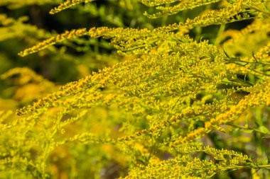 Kanada altın çubuğu, küçük sarı çiçek başları kümesi, yaklaşın. Solidago canadensis ya da brendiae, Asteraceae familyasından uzun ömürlü bir bitki türü..