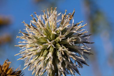 Vahşi doğada, bal bitkisi echinops sphaerocephalus çiçek açar..