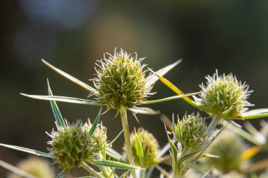 Vahşi doğada eryngo olarak bilinen devedikeni Eryngium kampı yetişir. Tıbbi olarak kullanılan bir Eryngium türüdür..