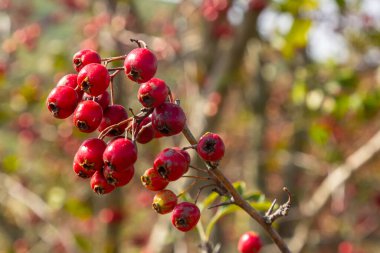 Krataegus Coccinata ağacının kırmızı meyveleri..