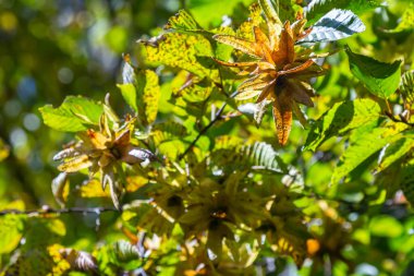 Boynuz demeti Carpinus Betulus 'un dalları sonbaharda sarkan infloresans ve yapraklar, seçilmiş odak, alanın dar derinliği, bulanık arkaplanda kopyalama alanı.
