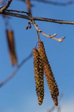 Siyah alnus glutinosa 'nın erkek catkins ve dişi kırmızı çiçekli küçük bir dalı. İlkbaharda çiçek açan kızılağaç. Güzel doğal arka plan. Temiz küpeler ve bulanık arka plan..