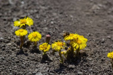 Tussilago farfara, papatya familyasından Asteraceae familyasına ait bir bitki türü. Güneşli bir bahar gününde bir bitkinin çiçekleri.