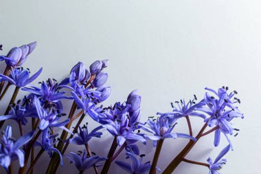Çiçek tasarımı - Scilla bifolia çiçekli iki yapraklı squill veya alp squill beyaz arka planda izole edilmiş alp squill yazı için boşluk. Bahar dekorasyonu.