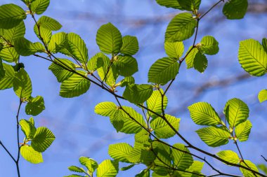 Baharda taze Carpinus Betulus yaprakları. Genel korna ışını.
