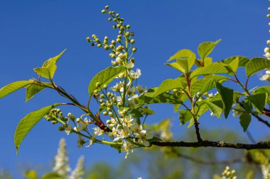 Seçici odak fotoğrafı. Kuş kiraz ağacı, erik yaprağı çiçek açıyor..