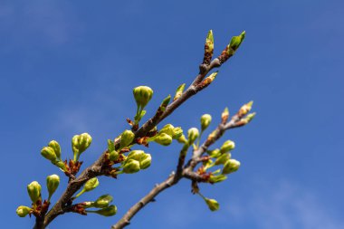 Buds prunus avium, yaygın olarak yabani kiraz, tatlı kiraz, gean veya kuş kirazı olarak bilinir. Bütçe. İlkbahar.