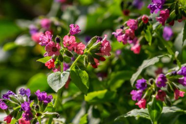 Yeşil yapraklar üzerinde canlı ve parlak pulmonarya çiçekleri yakın plan.