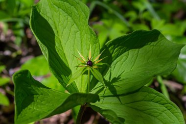 Paris kuadrifolisi çiçek açmış. Halk arasında bitki Paris ya da gerçek aşığın düğümü olarak bilinir..