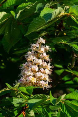Aesculus hipocastanum büyük bir ağaçtır. Cilt yüzeyi arılar ve böcekler için bir nektar kaynağıdır ve geleneksel tıpta bir malzeme olarak kullanılır..