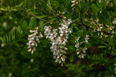 Bal arısı, akasya çiçeğinden nektar toplar. Çiçek açan akasya kümeleri. Ballı bahar bitkisi. Nektar toplayın. Kara çekirge dalları, Robinia psödoacia, sahte akasya..