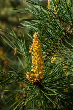 Pinus çam ağacının ovoid ve portakal filizlerinin seçici odak noktası ve bulanık arka planı olan yeşil iğneler..