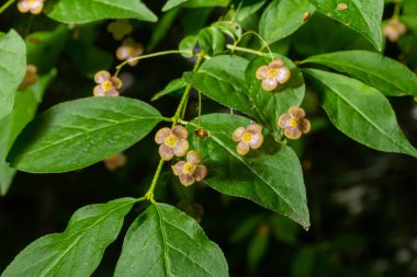 Küçük çiçekler Euonymus verrucosus veya iğ ağacı.